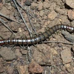 Cormocephalus aurantiipes (Orange-legged Centipede) at Majura, ACT - 10 Nov 2023 by sbittinger