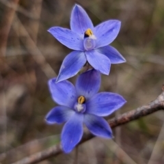 Thelymitra x truncata (Truncate Sun Orchid) at Captains Flat, NSW - 12 Nov 2023 by Csteele4