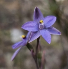 Thelymitra x truncata at suppressed - 12 Nov 2023