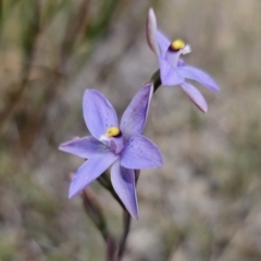 Thelymitra x truncata at suppressed - 12 Nov 2023