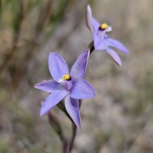 Thelymitra x truncata at QPRC LGA - 12 Nov 2023