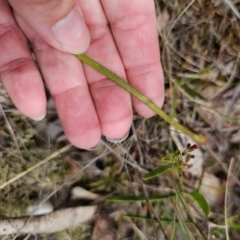 Thelymitra x truncata at QPRC LGA - 12 Nov 2023