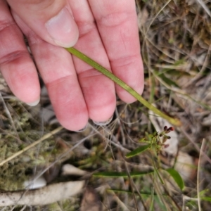 Thelymitra x truncata at suppressed - 12 Nov 2023