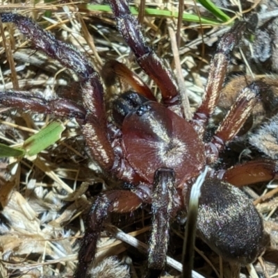 Unidentified Spider (Araneae) at Kenny, ACT - 10 Nov 2023 by sbittinger