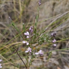 Comesperma ericinum (Heath Milkwort) at QPRC LGA - 12 Nov 2023 by Csteele4