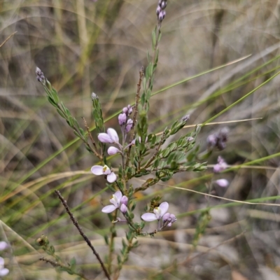 Comesperma ericinum (Heath Milkwort) at Captains Flat, NSW - 12 Nov 2023 by Csteele4