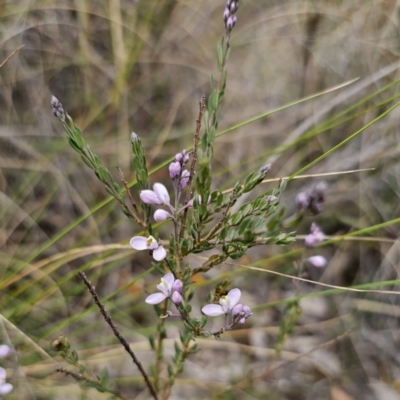 Comesperma ericinum (Heath Milkwort) at QPRC LGA - 12 Nov 2023 by Csteele4