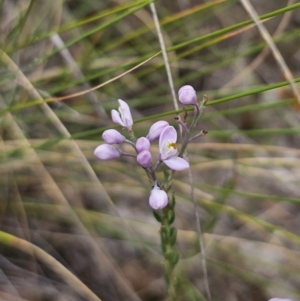 Comesperma ericinum at QPRC LGA - 12 Nov 2023