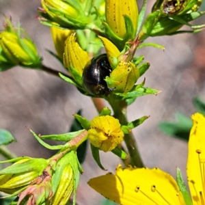 Chrysolina quadrigemina at Justice Robert Hope Reserve (JRH) - 10 Nov 2023