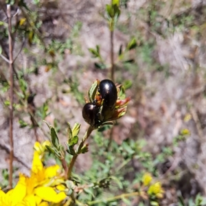 Chrysolina quadrigemina at Justice Robert Hope Reserve (JRH) - 10 Nov 2023