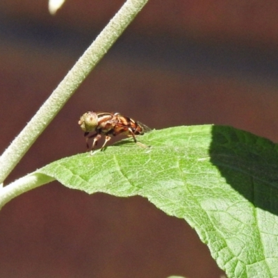 Eristalinus punctulatus (Golden Native Drone Fly) at Avoca, QLD - 22 Oct 2023 by Gaylesp8