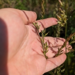 Lolium arundinaceum (Tall Fescue) at Crace, ACT - 12 Nov 2023 by rbannister