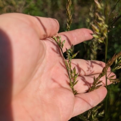 Lolium arundinaceum (Tall Fescue) at Crace, ACT - 12 Nov 2023 by rbannister