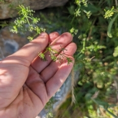 Cyclospermum leptophyllum (Slender Celery, Wild Carrot) at Crace, ACT - 11 Nov 2023 by rbannister