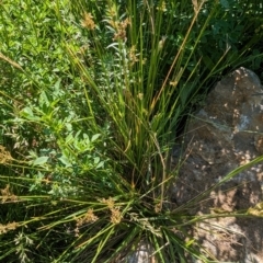 Juncus (genus) (A Rush) at Crace, ACT - 12 Nov 2023 by rbannister