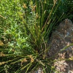 Juncus sp. (A Rush) at Crace, ACT - 11 Nov 2023 by rbannister