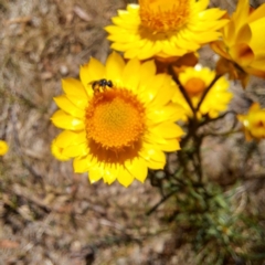 Apiformes (informal group) (Unidentified bee) at Justice Robert Hope Reserve (JRH) - 10 Nov 2023 by abread111