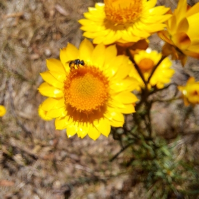 Apiformes (informal group) (Unidentified bee) at Justice Robert Hope Reserve (JRH) - 10 Nov 2023 by abread111