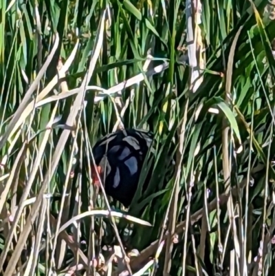 Porphyrio melanotus (Australasian Swamphen) at Crace, ACT - 12 Nov 2023 by rbannister