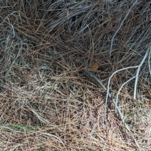 Heteronympha merope at Giralang, ACT - 12 Nov 2023