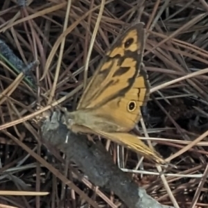 Heteronympha merope at Giralang, ACT - 12 Nov 2023