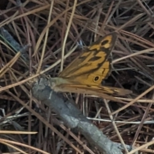 Heteronympha merope at Giralang, ACT - 12 Nov 2023