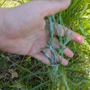 Senecio quadridentatus at Crace, ACT - 12 Nov 2023 09:51 AM