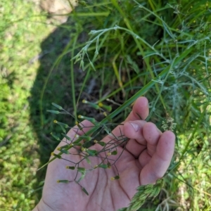 Senecio quadridentatus at Crace, ACT - 12 Nov 2023