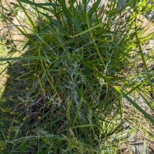 Senecio quadridentatus at Crace, ACT - 12 Nov 2023 09:51 AM