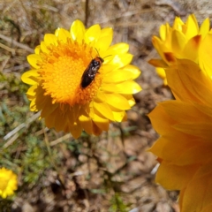 Eurys sp. (genus) (Eurys sawfly) at Justice Robert Hope Reserve (JRH) - 10 Nov 2023 by abread111