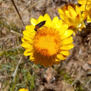 Eurys sp. (genus) at Justice Robert Hope Reserve (JRH) - 10 Nov 2023 11:09 AM