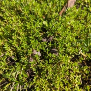 Crassula helmsii at Crace, ACT - 12 Nov 2023 09:53 AM