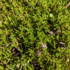 Crassula helmsii at Crace, ACT - 12 Nov 2023 09:53 AM