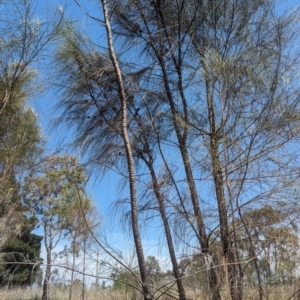 Allocasuarina verticillata at Giralang, ACT - 12 Nov 2023