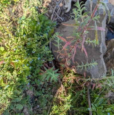 Epilobium hirtigerum (Hairy Willowherb) at Crace, ACT - 12 Nov 2023 by rbannister