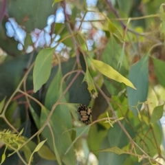 Paropsisterna cloelia (Eucalyptus variegated beetle) at Crace, ACT - 11 Nov 2023 by rbannister