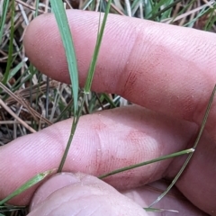 Microlaena stipoides (Weeping Grass) at Giralang, ACT - 12 Nov 2023 by rbannister