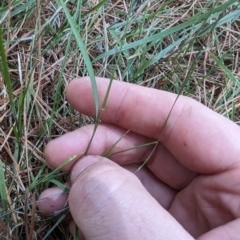 Microlaena stipoides at Giralang, ACT - 12 Nov 2023 11:27 AM