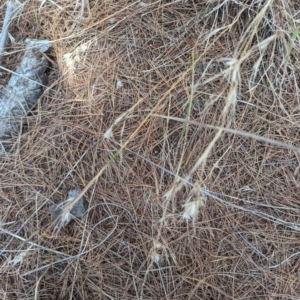 Themeda triandra at Giralang, ACT - 12 Nov 2023 11:26 AM