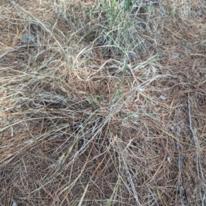 Themeda triandra at Giralang, ACT - 12 Nov 2023