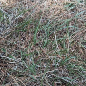 Themeda triandra at Giralang, ACT - 12 Nov 2023