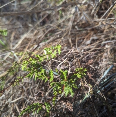 Cheilanthes sieberi subsp. sieberi (Narrow Rock Fern) at Giralang, ACT - 12 Nov 2023 by rbannister