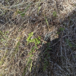 Cheilanthes sieberi subsp. sieberi at Giralang, ACT - 12 Nov 2023 11:31 AM