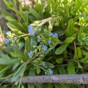 Myosotis laxa subsp. caespitosa at Crace, ACT - 12 Nov 2023