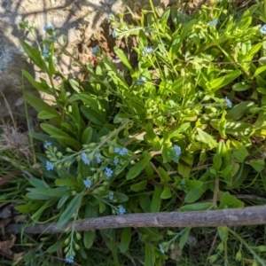 Myosotis laxa subsp. caespitosa at Crace, ACT - 12 Nov 2023