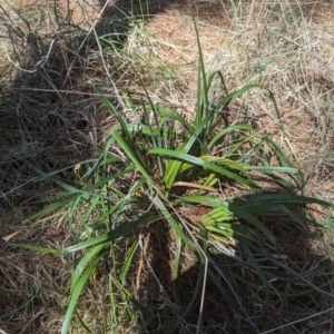 Dianella sp. at Giralang, ACT - 12 Nov 2023 11:23 AM