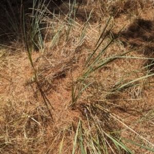 Dianella revoluta var. revoluta at Giralang, ACT - 12 Nov 2023