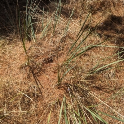 Dianella revoluta var. revoluta (Black-Anther Flax Lily) at Giralang, ACT - 12 Nov 2023 by rbannister