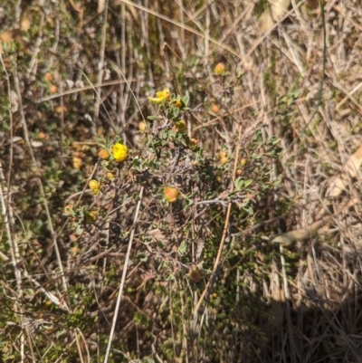 Hibbertia obtusifolia (Grey Guinea-flower) at Giralang, ACT - 12 Nov 2023 by rbannister