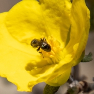 Hylaeinae (subfamily) at Bluett's Block (BBL) - 29 Oct 2023